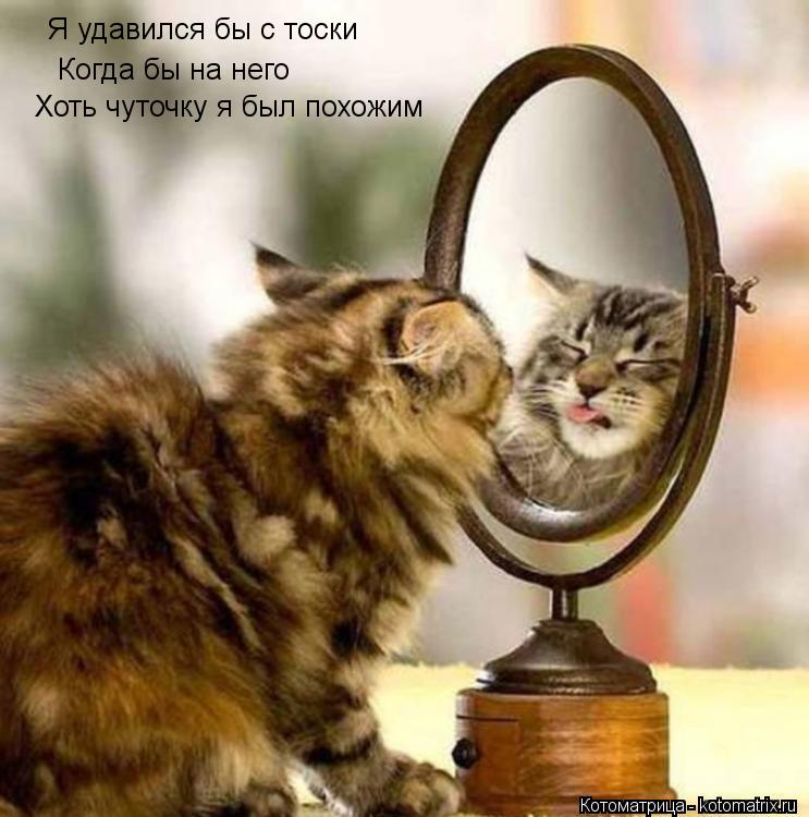 Котоматрица: Я удавился бы с тоски Когда бы на него Хоть чуточку я был похожим