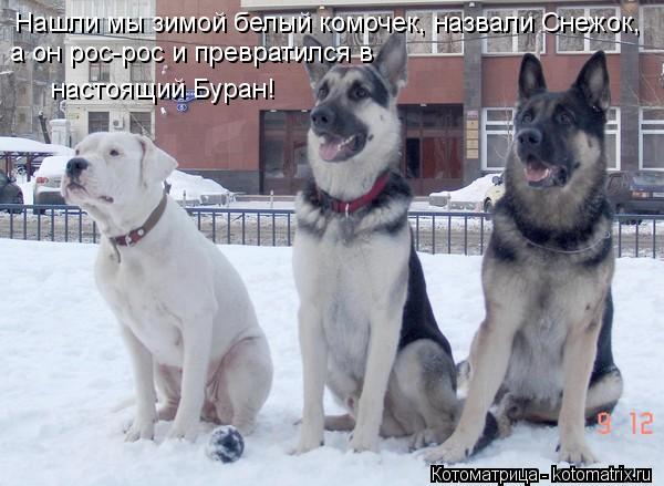 Нашли мы зимой белый комочек, назвали Снежок, а он рос-рос и превратился в настоящий Буран!... Котоматрица: Нашли мы зимой белый комочек, назвали Снежок, а он рос-рос и превратился в настоящий Буран!