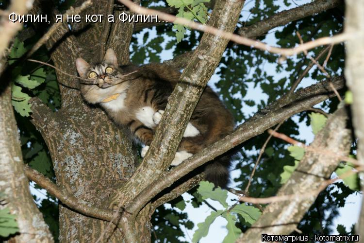 Филин, я не кот а Филин...... Котоматрица: Филин, я не кот а Филин...