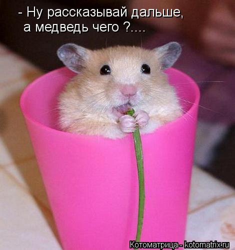 - Ну рассказывай дальше, а медведь чего ?....... Котоматрица: - Ну рассказывай дальше, а медведь чего ?....