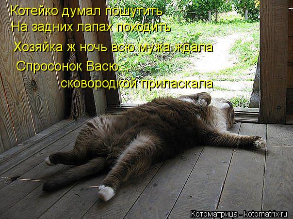 Котейко думал пошутить На задних лапах походить Хозяйка ж ночь всю мужа ждала Спросонок Васю... сково... Котоматрица: Котейко думал пошутить На задних лапах походить Хозяйка ж ночь всю мужа ждала Спросонок Васю... сковородкой приласкала