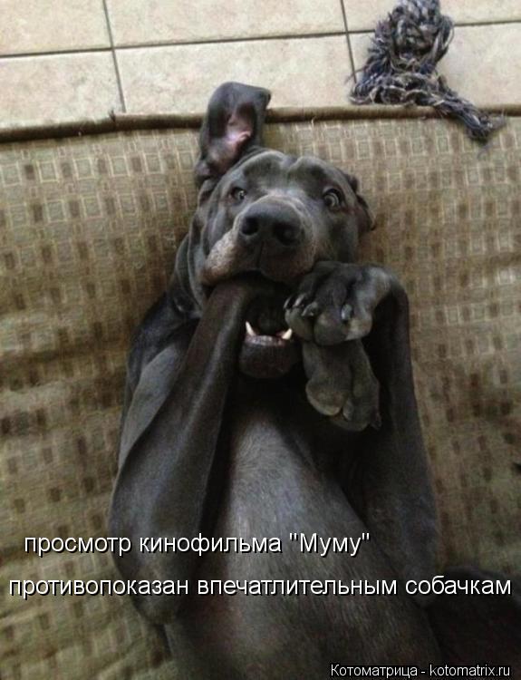 просмотр кинофильма "Муму" противопоказан впечатлительным собачкам... Котоматрица: просмотр кинофильма "Муму" противопоказан впечатлительным собачкам