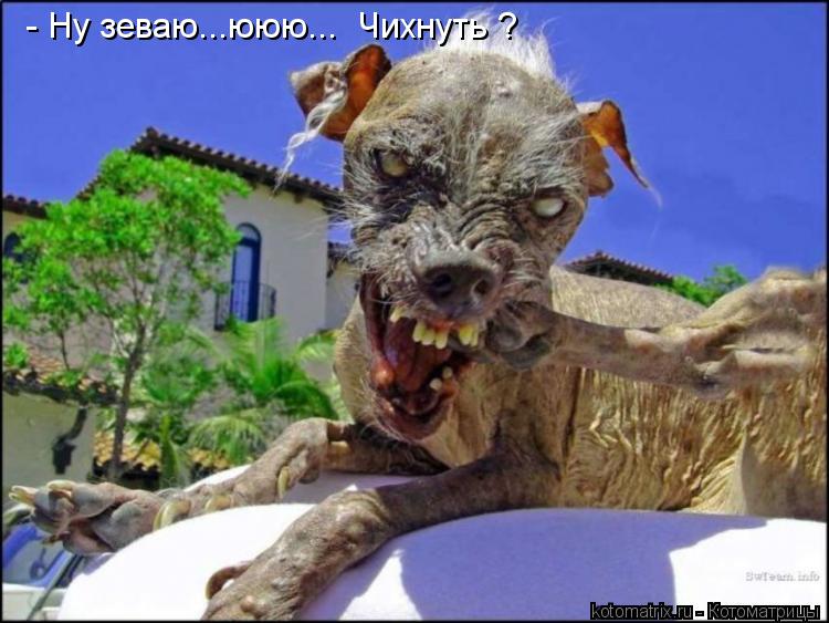 - Ну зеваю...ююю... Чихнуть ?... Котоматрица: - Ну зеваю...ююю... Чихнуть ?