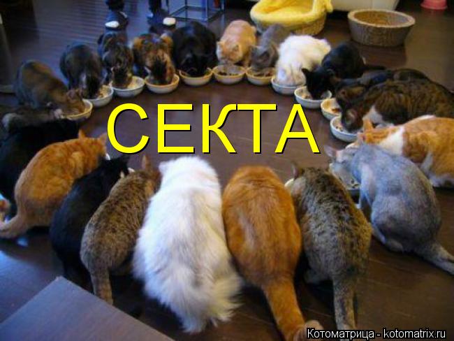 СЕКТА... Котоматрица: СЕКТА