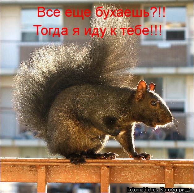 Все еще бухаешь?!! Тогда я иду к тебе!!!... Котоматрица: Все еще бухаешь?!! Тогда я иду к тебе!!!