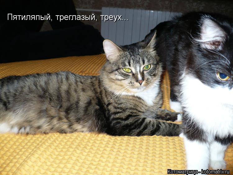 Пятиляпый, треглазый, треух...... Котоматрица: Пятиляпый, треглазый, треух...