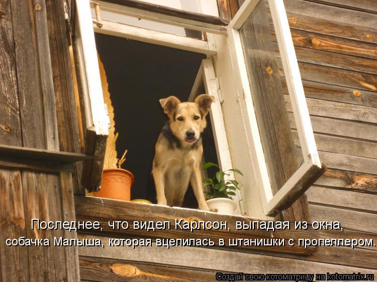 Последнее, что видел Карлсон, выпадая из окна, собачка Малыша, которая вцепилась в штанишки с пропелл... Котоматрица: Последнее, что видел Карлсон, выпадая из окна, собачка Малыша, которая вцепилась в штанишки с пропеллером.