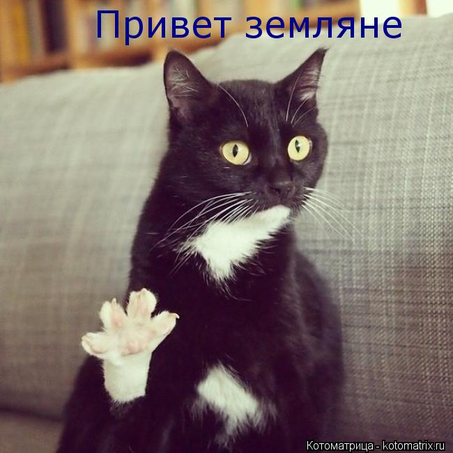 Привет земляне... Котоматрица: Привет земляне