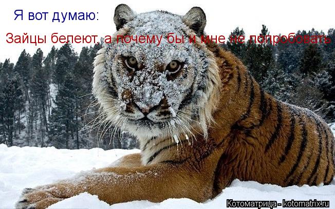 Я вот думаю: Зайцы белеют, а почему бы и мне не попробовать... Котоматрица: Я вот думаю: Зайцы белеют, а почему бы и мне не попробовать