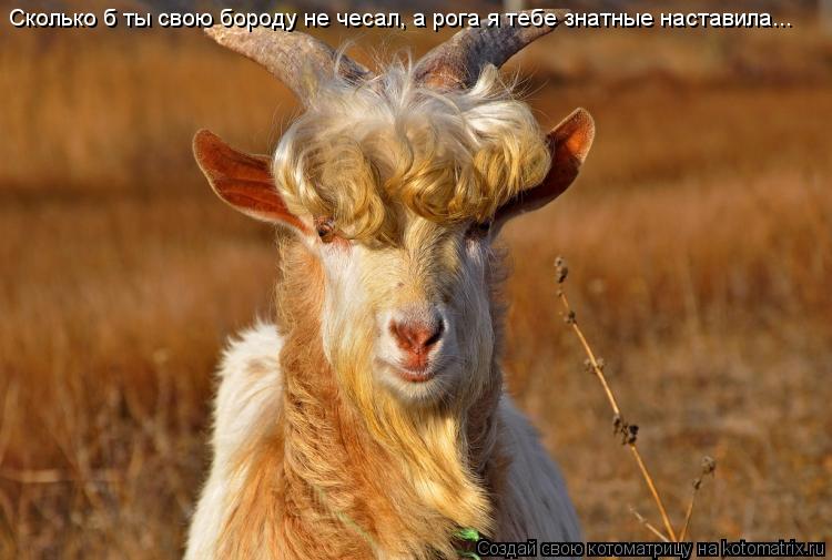 Котоматрица: Сколько б ты свою бороду не чесал, а рога я тебе знатные наставила...
