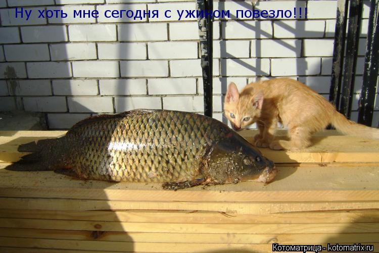 Ну хоть мне сегодня с ужином повезло!!!... Котоматрица: Ну хоть мне сегодня с ужином повезло!!!