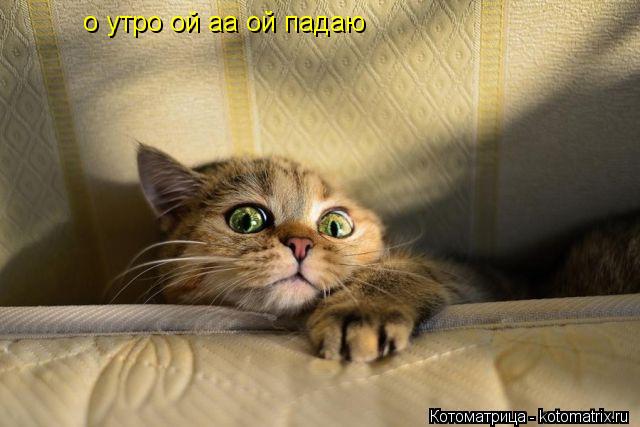 о утро ой аа ой падаю... Котоматрица: о утро ой аа ой падаю