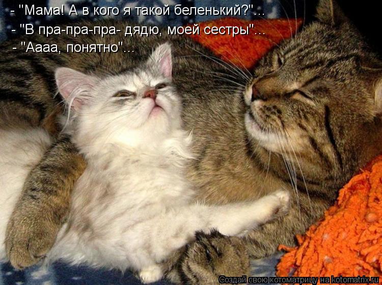 Котоматрица: - "Мама! А в кого я такой беленький?"... - "В пра-пра-пра- дядю, моей сестры"... - "Аааа, понятно"...