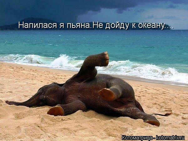 Напилася я пьяна.Не дойду к океану....... Котоматрица: Напилася я пьяна.Не дойду к океану....