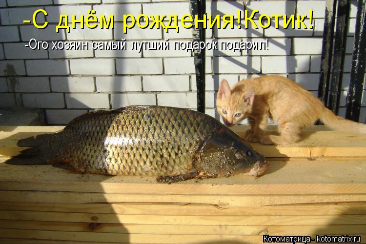 -С днём рождения!Котик! -Ого хозяин самый лутший подарок подарил!... Котоматрица: -С днём рождения!Котик! -Ого хозяин самый лутший подарок подарил!
