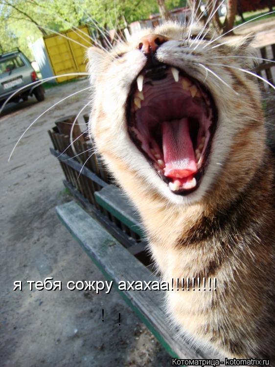 я тебя сожру ахахаа!!!!!!!!! ! !... Котоматрица: я тебя сожру ахахаа!!!!!!!!! ! !