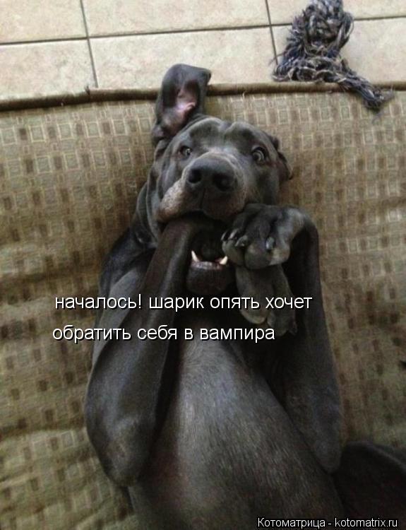 началось! шарик опять хочет обратить себя в вампира... Котоматрица: началось! шарик опять хочет обратить себя в вампира