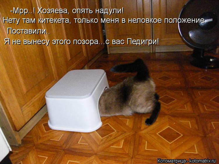 -Мрр..! Хозяева, опять надули! Нету там китекета, только меня в неловкое положение Поставили.. Я не в... Котоматрица: -Мрр..! Хозяева, опять надули! Нету там китекета, только меня в неловкое положение Поставили.. Я не вынесу этого позора...с вас Педигри!