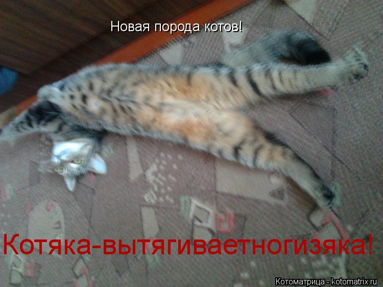 Новая порода котов! Котяка-вытягиваетногизяка!... Котоматрица: Новая порода котов! Котяка-вытягиваетногизяка!