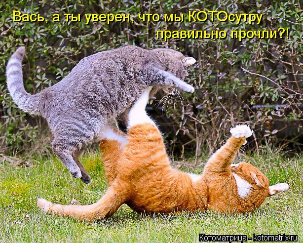 Вась. ъъ Вась, а ты уверен, что мы КОТОсутру правильно прочли?!... Котоматрица: Вась. ъъ Вась, а ты уверен, что мы КОТОсутру правильно прочли?!