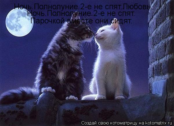 Ночь.Полнолуние.2-е не спят.Любовь. Ночь.Полнолуние.2-е не спят. Парочкой вместе они сидят.... Котоматрица: Ночь.Полнолуние.2-е не спят.Любовь. Ночь.Полнолуние.2-е не спят. Парочкой вместе они сидят.