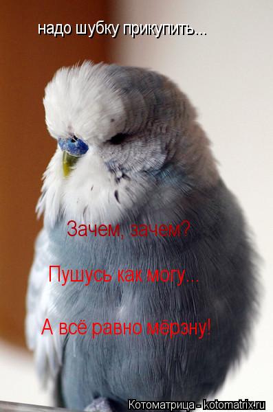 надо шубку прикупить... Зачем, зачем? Пушусь как могу... А всё равно мёрзну!... Котоматрица: надо шубку прикупить... Зачем, зачем? Пушусь как могу... А всё равно мёрзну!