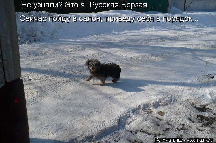 Не узнали? Это я, Русская Борзая... Сейчас пойду в салон, приведу себя в порядок...... Котоматрица: Не узнали? Это я, Русская Борзая... Сейчас пойду в салон, приведу себя в порядок...