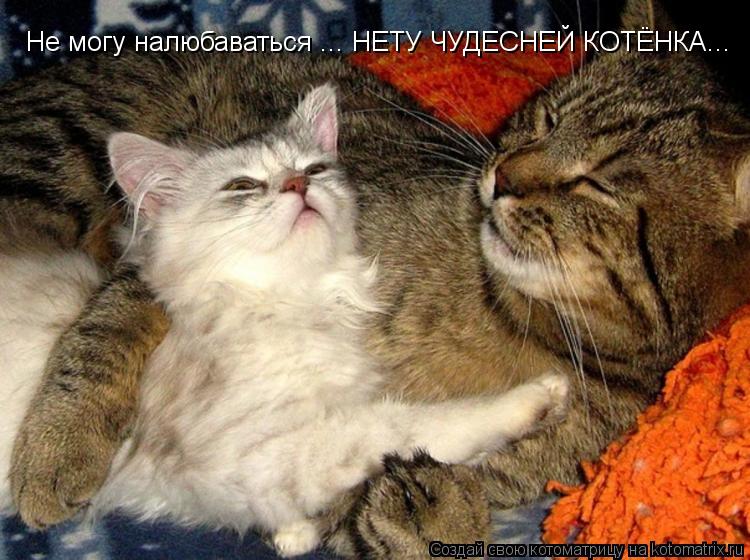 Не могу налюбаваться ... НЕТУ ЧУДЕСНЕЙ КОТЁНКА...... Котоматрица: Не могу налюбаваться ... НЕТУ ЧУДЕСНЕЙ КОТЁНКА...