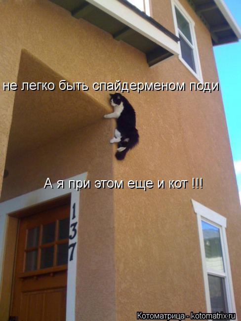 не легко быть спайдерменом поди А я при этом еще и кот !!!... Котоматрица: не легко быть спайдерменом поди А я при этом еще и кот !!!