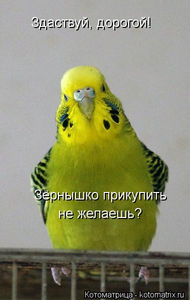 Здаствуй, дорогой! Зёрнышко прикупить не желаешь?... Котоматрица: Здаствуй, дорогой! Зёрнышко прикупить не желаешь?
