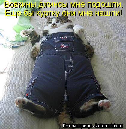 Вовкины джинсы мне подошли. Еще бы куртку они мне нашли!... Котоматрица: Вовкины джинсы мне подошли. Еще бы куртку они мне нашли!