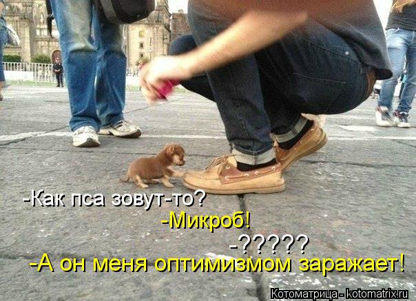 -Как пса зовут-то? -Микроб! -????? -А он меня оптимизмом заражает!... Котоматрица: -Как пса зовут-то? -Микроб! -????? -А он меня оптимизмом заражает!