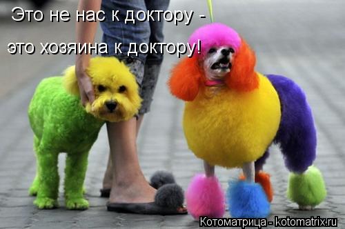 Это не нас к доктору - это хозяина к доктору!... Котоматрица: Это не нас к доктору - это хозяина к доктору!