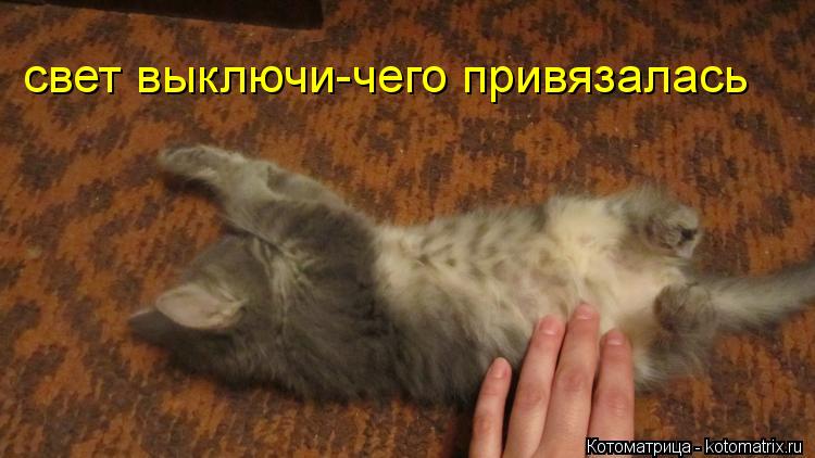 свет выключи-чего привязалась... Котоматрица: свет выключи-чего привязалась