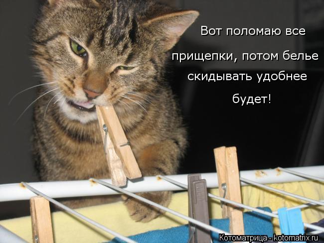 Вот поломаю все прищепки, потом белье скидывать удобнее будет!... Котоматрица: Вот поломаю все прищепки, потом белье скидывать удобнее будет!