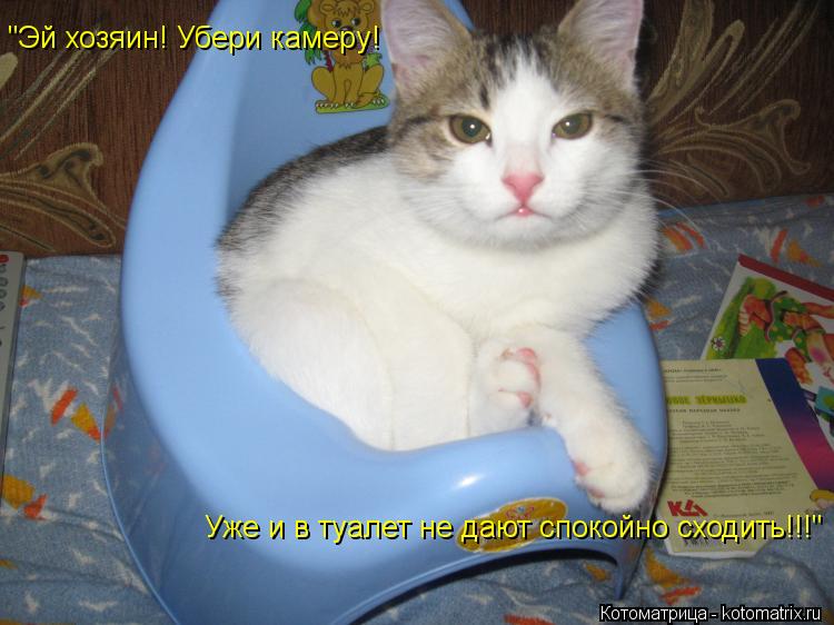 "Эй хозяин! Убери камеру! Уже и в туалет не дают спокойно сходить!!!"... Котоматрица: "Эй хозяин! Убери камеру! Уже и в туалет не дают спокойно сходить!!!"