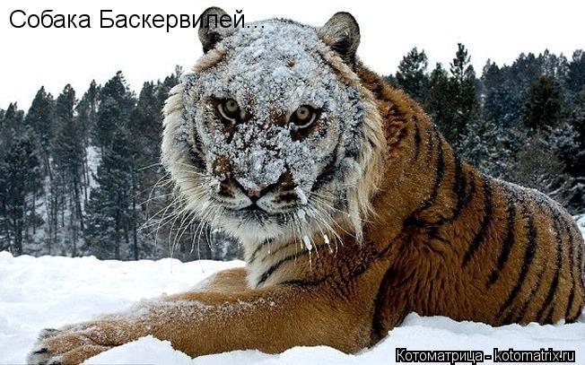Собака Баскервилей...... Котоматрица: Собака Баскервилей...