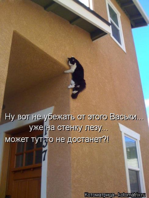 Ну вот не убежать от этого Васьки... уже на стенку лезу... может тут то не достанет?!... Котоматрица: Ну вот не убежать от этого Васьки... уже на стенку лезу... может тут то не достанет?!