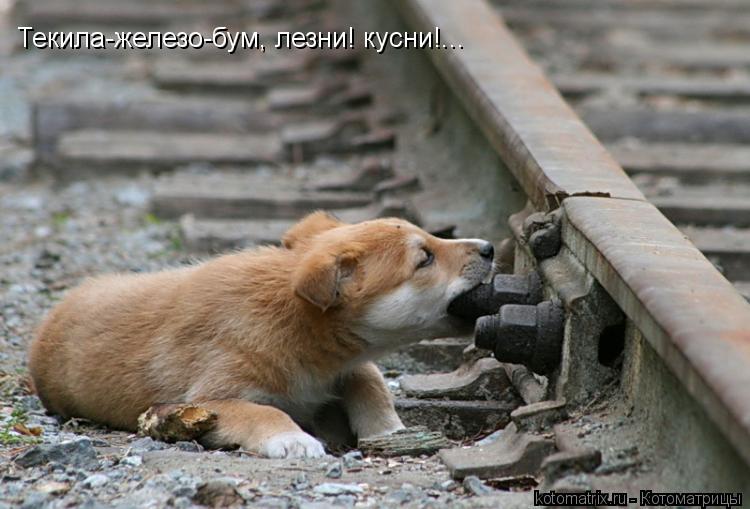 Текила-железо-бум, лезни! кусни!...... Котоматрица: Текила-железо-бум, лезни! кусни!...