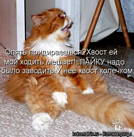 Опять придираешься?Хвост ей мой ходить мешает! ЛАЙКУ надо было заводить.У нее хвост колечком.... Котоматрица: Опять придираешься?Хвост ей мой ходить мешает! ЛАЙКУ надо было заводить.У нее хвост колечком.