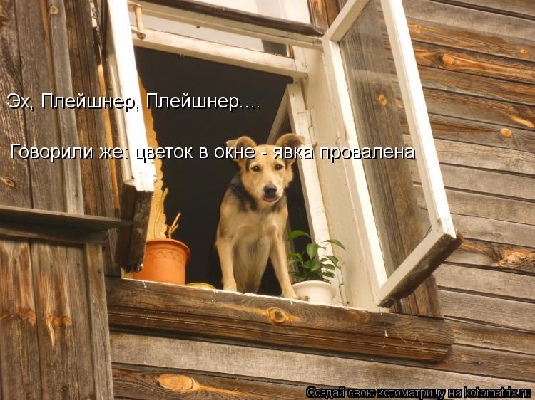 Эх, Плейшнер, Плейшнер.... Говорили же: цветок в окне - явка провалена... Котоматрица: Эх, Плейшнер, Плейшнер.... Говорили же: цветок в окне - явка провалена