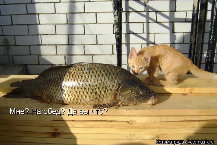 Мне? На обед? Да вы что?... Котоматрица: Мне? На обед? Да вы что?