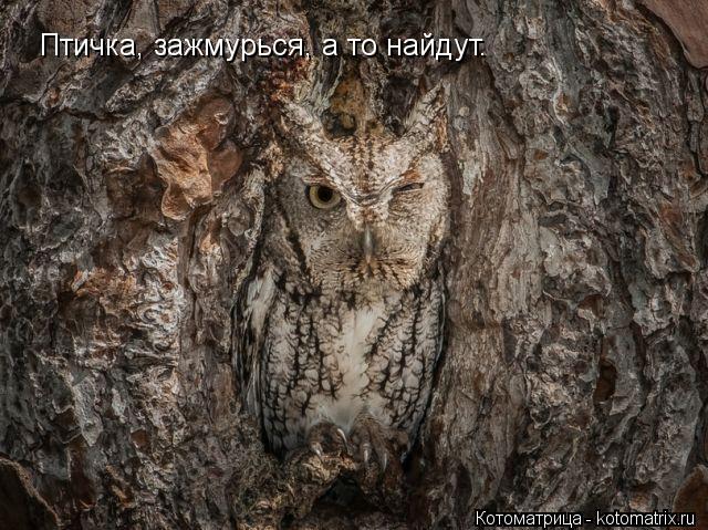 Птичка, зажмурься, а то найдут.... Котоматрица: Птичка, зажмурься, а то найдут.