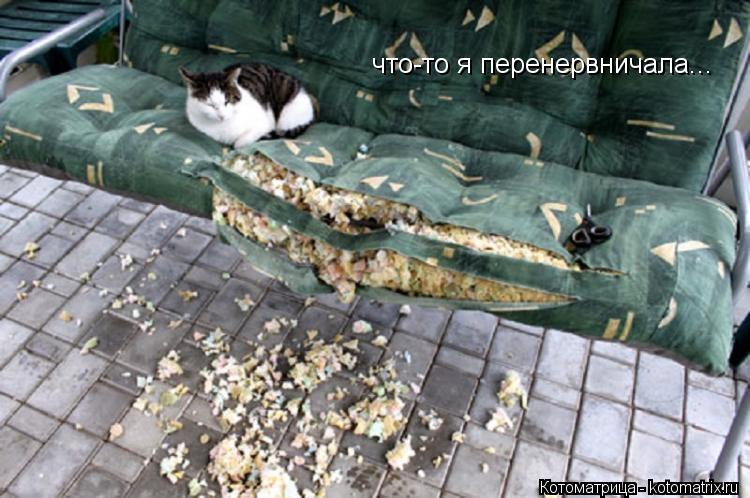 что-то я перенервничала...... Котоматрица: что-то я перенервничала...
