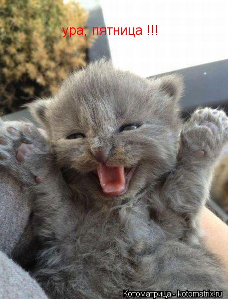 ура, пятница !!!... Котоматрица: ура, пятница !!!