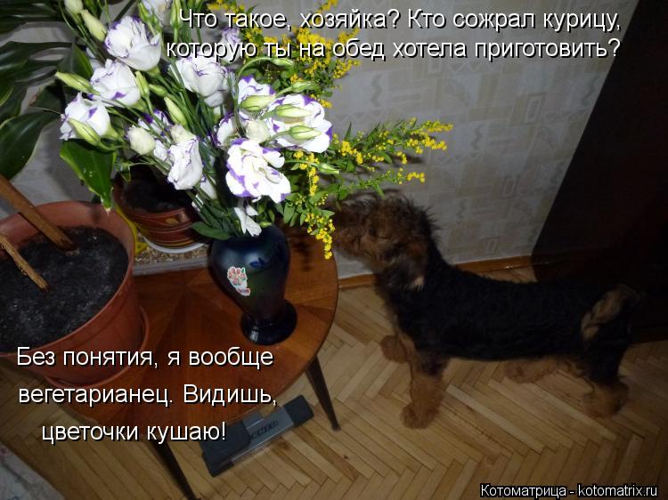 Что такое, хозяйка? Кто сожрал курицу, которую ты на обед хотела приготовить? Без понятия, я вообще в... Котоматрица: Что такое, хозяйка? Кто сожрал курицу, которую ты на обед хотела приготовить? Без понятия, я вообще вегетарианец. Видишь, цветочки кушаю!