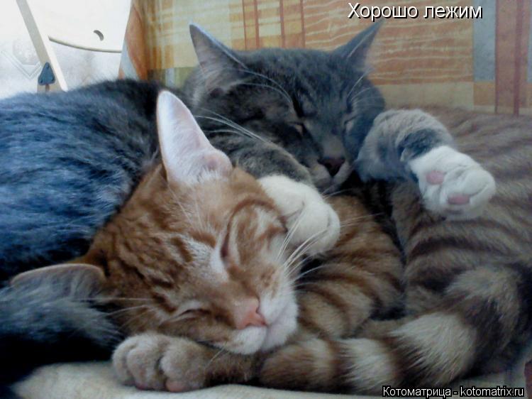 Котоматрица: Хорошо лежим