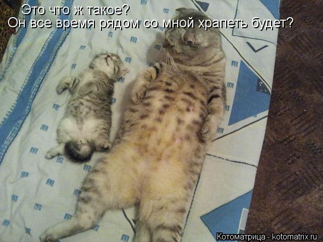 Это что ж такое? Он все время рядом со мной храпеть будет?... Котоматрица: Это что ж такое? Он все время рядом со мной храпеть будет?