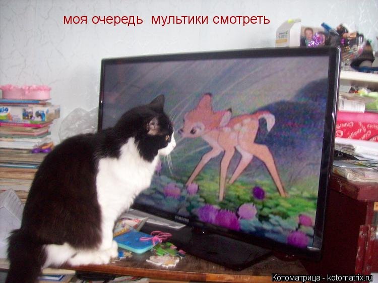 Котоматрица: моя очередь  мультики смотреть