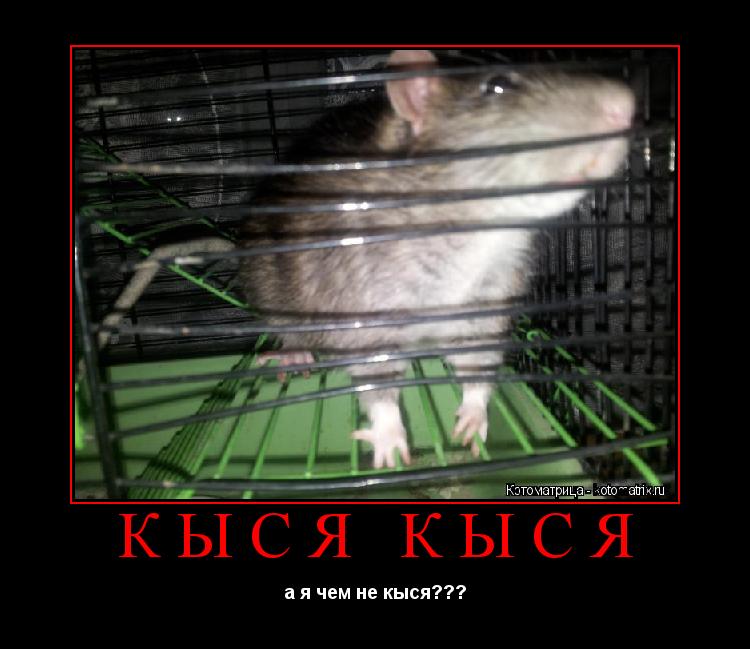 КЫСЯ КЫСЯ а я чем не кыся???... Котоматрица: КЫСЯ КЫСЯ а я чем не кыся???